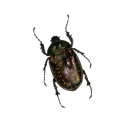 Cheirotonus Beetle Specimen