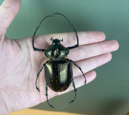 Real Long-armed Scarab Beetle Specimen, Insect Bug Taxidermy, Insect Entomology Display, Décor