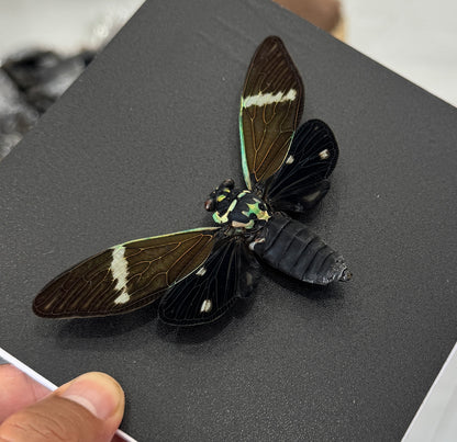 Real Black Cicada Framed Wall Art, Taxidermy Insect Specimen, Gothic Insect Decor, Oddities Display - Formotosena montivaga
