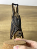 Real Bat Hanging Preserved Specimen DOME8.16-102
