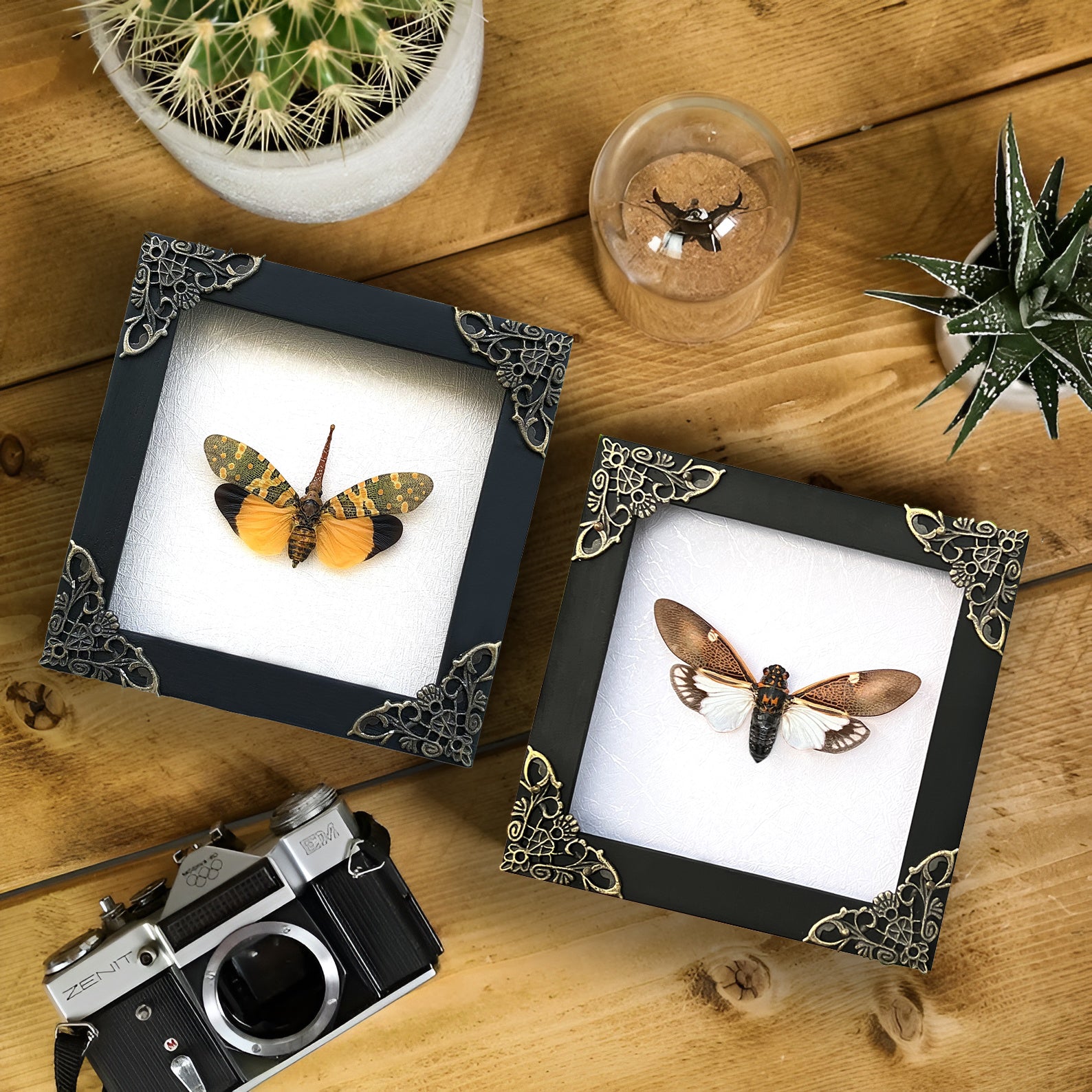 2 Real Cicada Lanternfly Butterfly Frames Dead Insect Dried Bug K12-55TR77TR