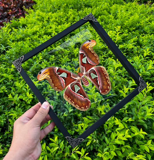 Real Atlas Moth Butterfly Framed Dead Insect Gothic Vintage Victorian Wall Hanging Decor Home K26-35-KINH