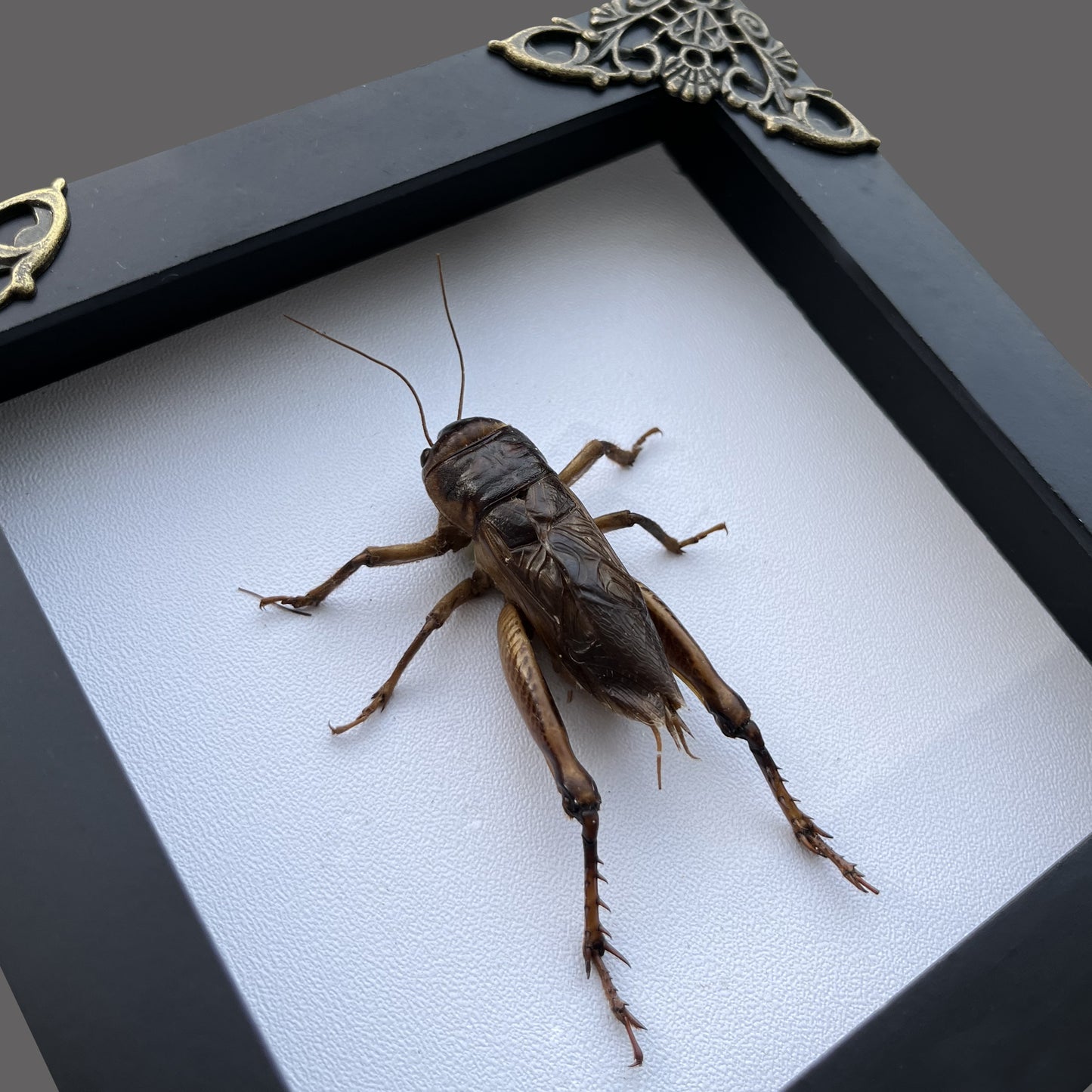 Real Framed Giant Cricket Bug Taxidermy Black Frame Dead Insect Dried Bug K12-89-TR