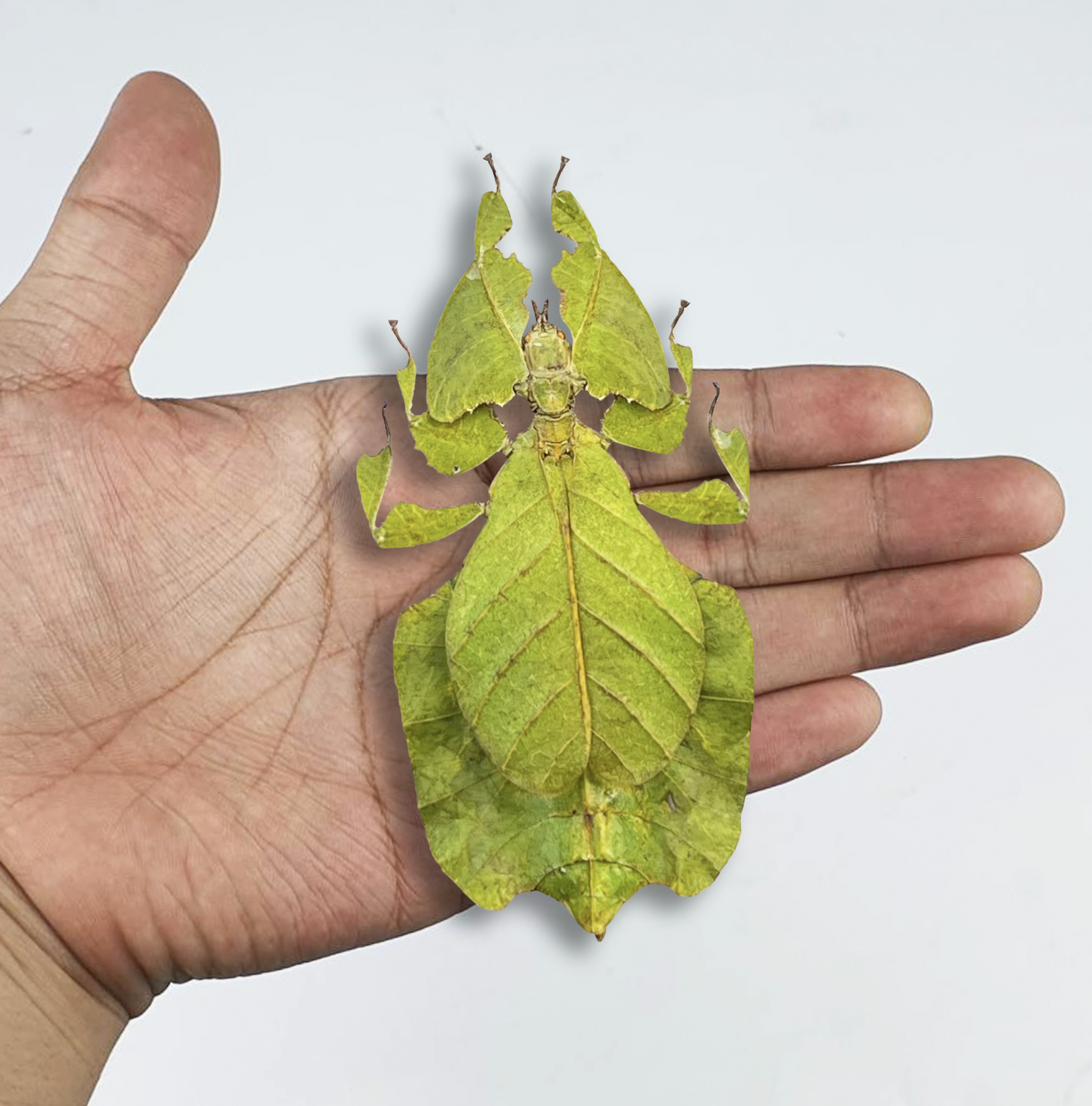 Real Framed Walking Leaf Beetle Shadow Box Bug Insect Entomology Specimen Taxidermy K16-72-KINH