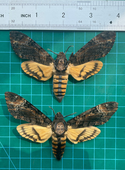 2 Real Acherontia Moth Spread Mounted Skull Moth Silence Lambs Entomology Dead Insect Dried Butterfly Specimen