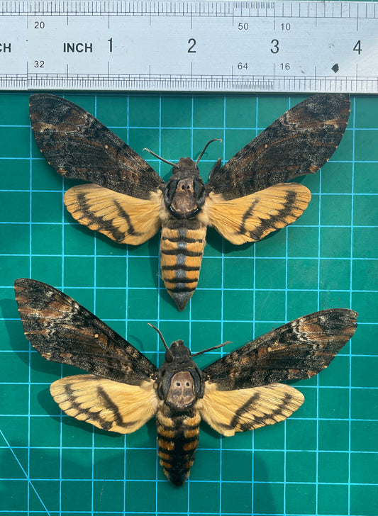2 Real Acherontia Moth Spread Mounted Skull Moth Silence Lambs Entomology Dead Insect Dried Butterfly Specimen