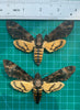 2 Real Acherontia Moth Spread Mounted Skull Moth Silence Lambs Entomology Dead Insect Dried Butterfly Specimen Taxadermy