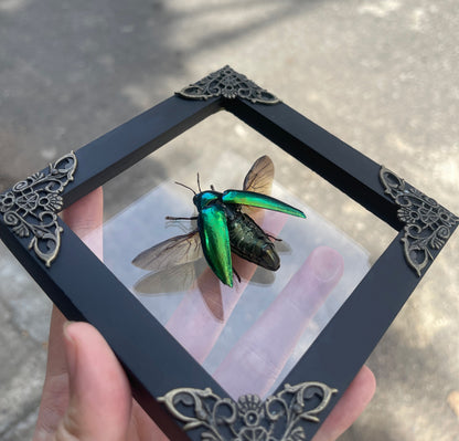 Real Framed Green Jewel Beetle Black Frame Dead Insect Dried Bug K12-98-TR