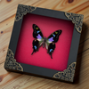 Mother's Day Gift Real Butterfly Framed Gothic Wall Hanging Home Decor Pinned Butterflies Insect Collections