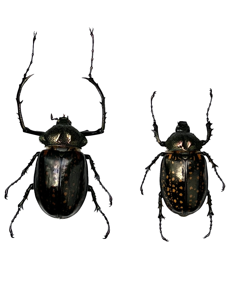 Real Pair Long-armed Scarab Beetles Specimen, Insect Bug Taxidermy, Insect Entomology Display, Décor