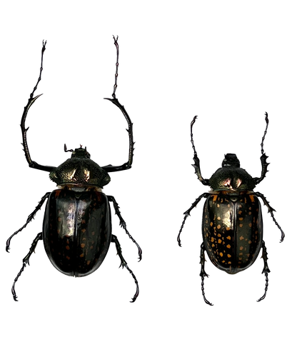 Real Pair Long-armed Scarab Beetles Specimen, Insect Bug Taxidermy, Insect Entomology Display, Décor