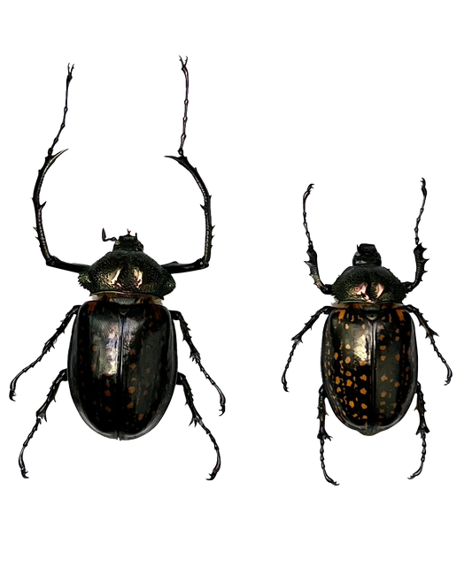 Real Pair Long-armed Scarab Beetles Specimen, Insect Bug Taxidermy, Insect Entomology Display, Décor