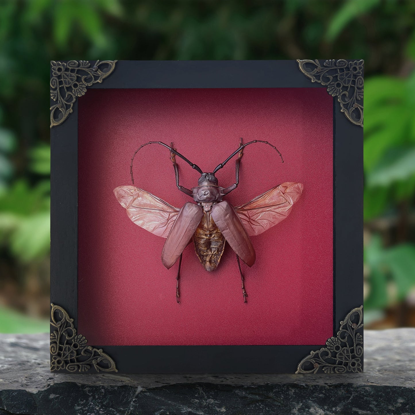 Framed Giant Longhorn Beetle, Real Insect Bug Artwork, Gothic Home Decor and Oddities Wall Display