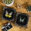 2 Real Butterflies Frames Dead Insect Dried Bug Shadow Box Wood Oddity Framed Taxidermy Collectables Specimen Decoration Reading Tabletop Wall Art Home Decor Living Gallery