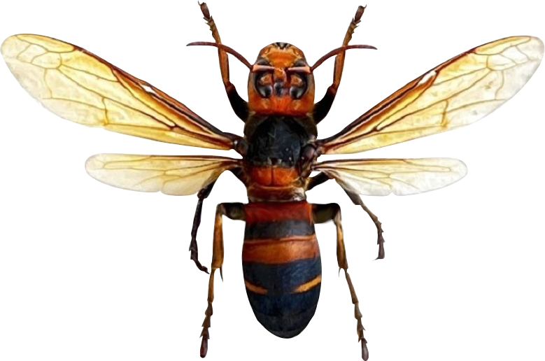 Real Yellow-Vented Hornet Bee Specimen, Dried Insect, Preserved Bee Display & Entomology Collectible