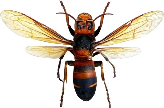 Real Yellow-Vented Hornet Bee Specimen, Dried Insect, Preserved Bee Display & Entomology Collectible
