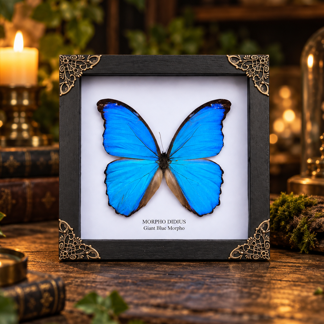 Blue Morpho Butterfly
