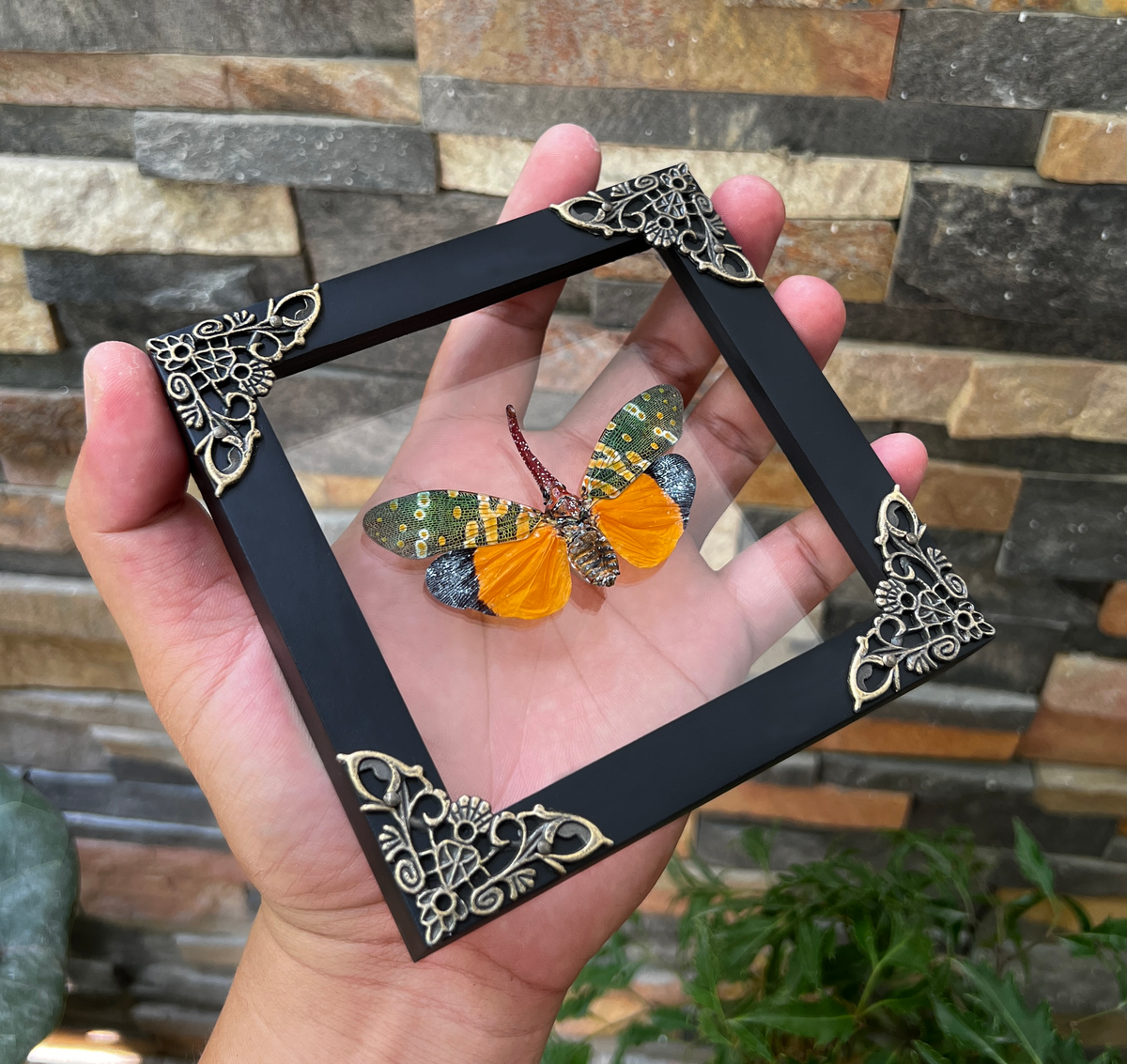 Real Framed Yellow Lanternfly Beetle White Wooden Specimen Oddities K12-55-DE