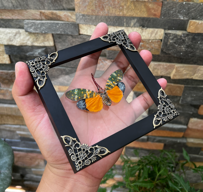 Real Framed Yellow Lanternfly Beetle White Wooden Specimen Oddities K12-55-DE