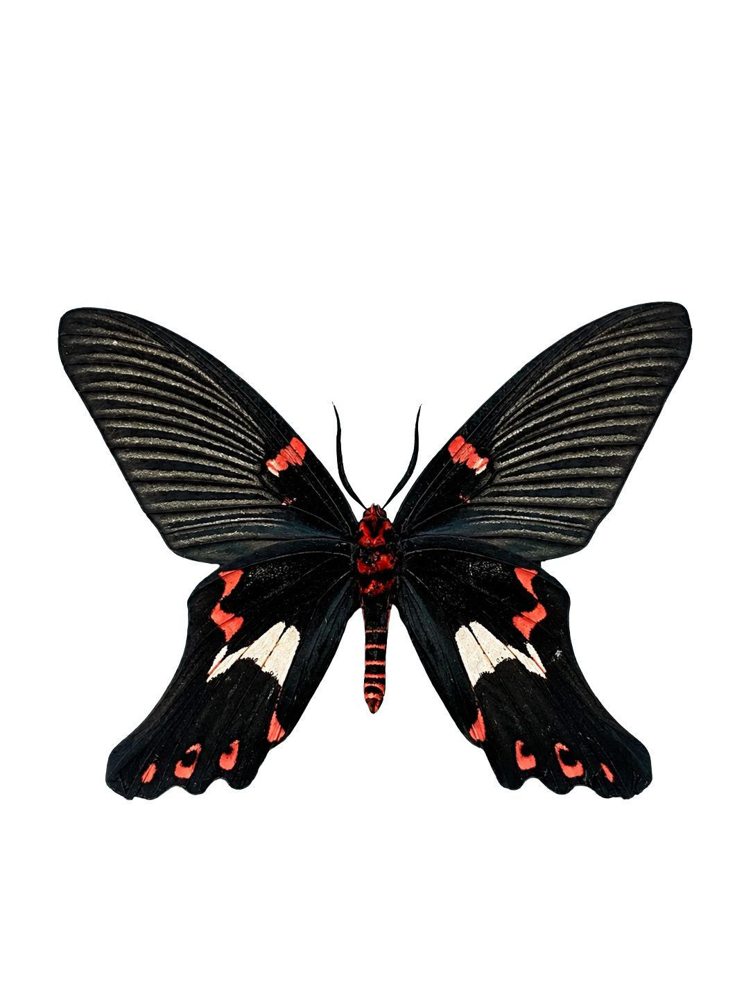 Mimic Moth Epicopeia polydora Specimen