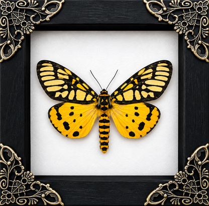 Aglaomorpha Plagiata Moth Frame