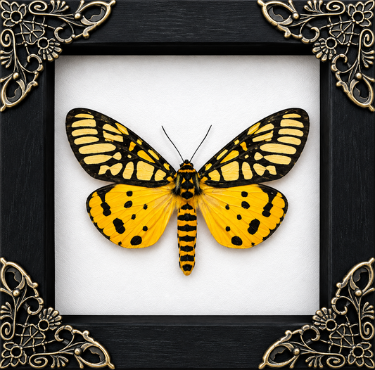 Aglaomorpha Plagiata Moth Frame