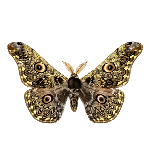 Real Caligula Anna Moth Taxadermy, Dried Specimen Spread Wings, Real Insect Entomology Display