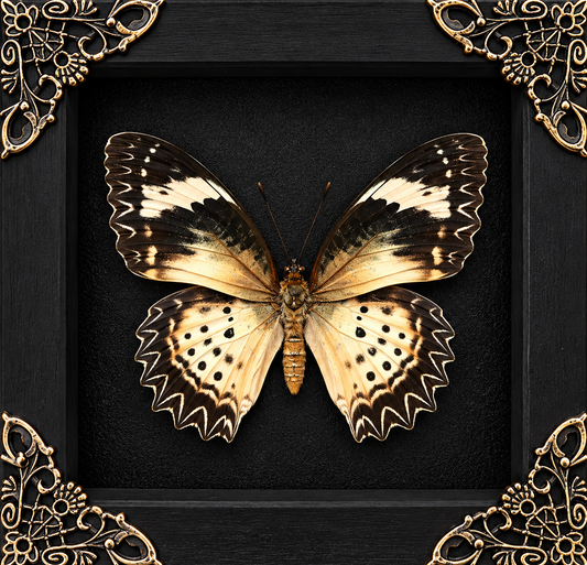 Female Leopard Lacewing Cethosia cyane Frame