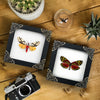 2 Real Butterflies Dead Insect Dried Bug Wood Oddity Framed Taxidermy Display Wall Art Specimen K12-12TR14TR