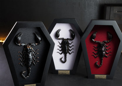 Real Scorpion in Coffin Frame 7" Bug Taxidermy Curiosities Oddities Gothic Halloween Decor