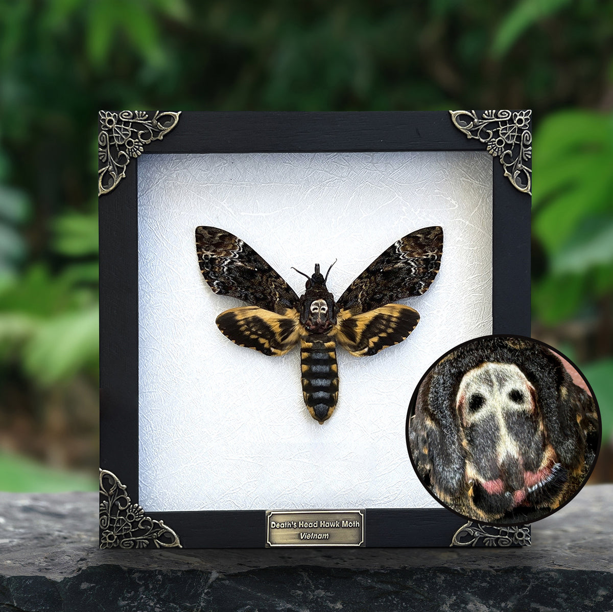 Real Death Head Moth Framed Moth Taxidermy Gothic Home Decor Insect Bug Specimen Collection