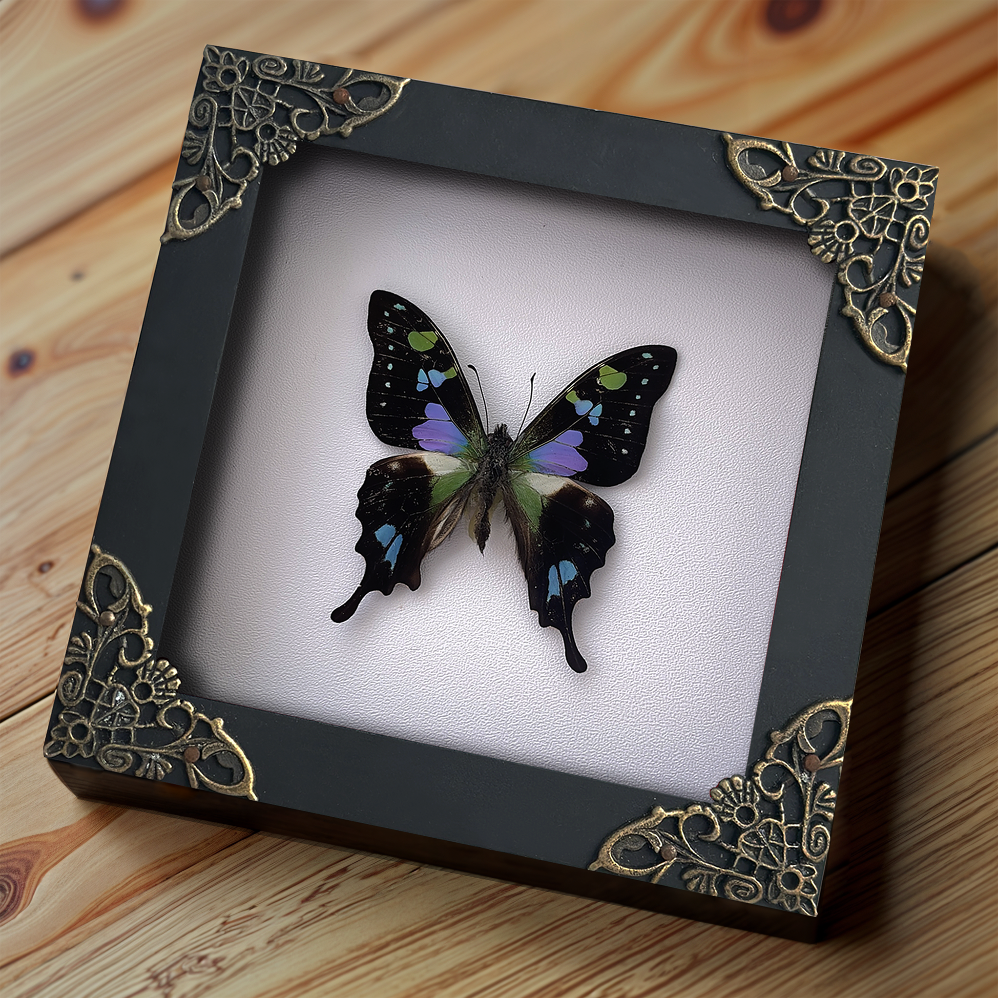 Real Butterfly Framed Wall Hanging Decor Dried Insect Mounted Art Gallery Collection