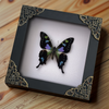 Real Butterfly Framed Wall Hanging Decor Dried Insect Mounted Art Gallery Collection