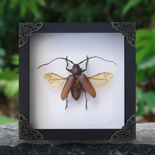 Framed Giant Longhorn Beetle, Real Insect Bug Artwork, Gothic Home Decor and Oddities Wall Display