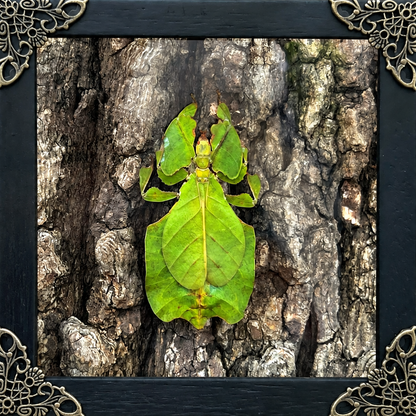 Green Leaf Insect Frame