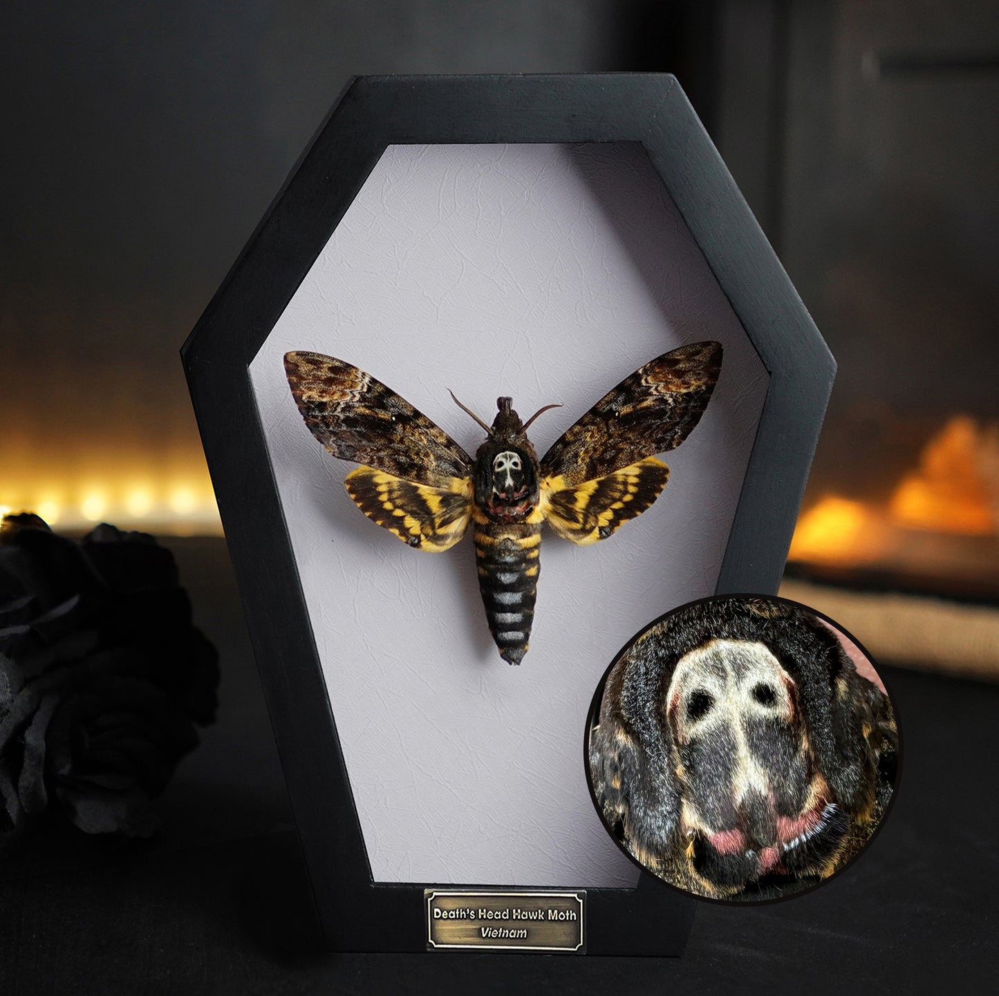 Real Death Head Moth in Coffin Framed, Moth Taxidermy, Insect Gothic Art, Halloween Gift Decor CF18-01-DE-MT