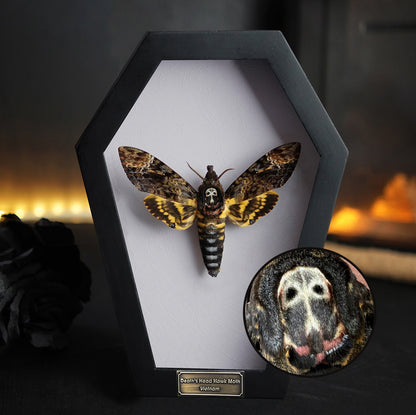 Real Death Head Moth in Coffin Framed, Moth Taxidermy, Insect Gothic Art, Halloween Gift Decor CF18-01-DE-MT