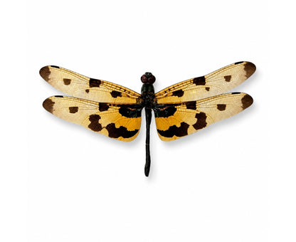 Real Yellow Dragonfly Specimen, Rhyothemis variegata Male, Pinned Dried Insect Taxidermy, Entomology Specimen, Bug Art Collection