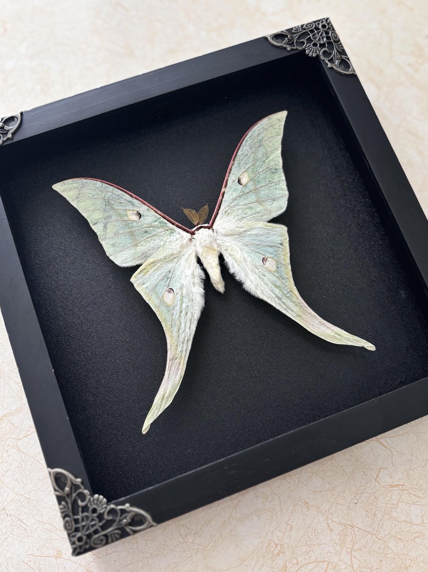 Real Green Luna Moth Actias Luna Moth Taxidermy Gothic Home Decor Gift for Her K19-125-DE