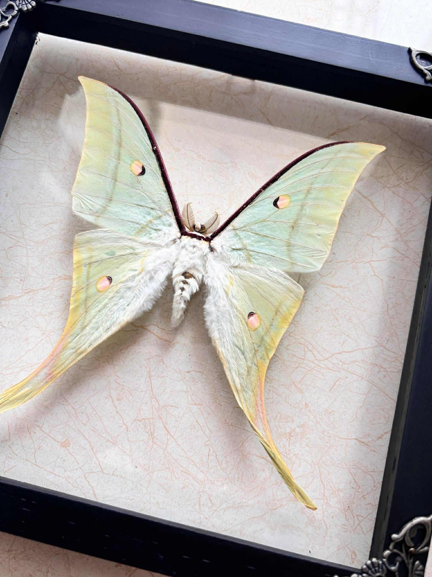 Real Green Luna Moth Actias Luna Moth Taxidermy Gothic Home Decor Gift for Her K19-125-DE