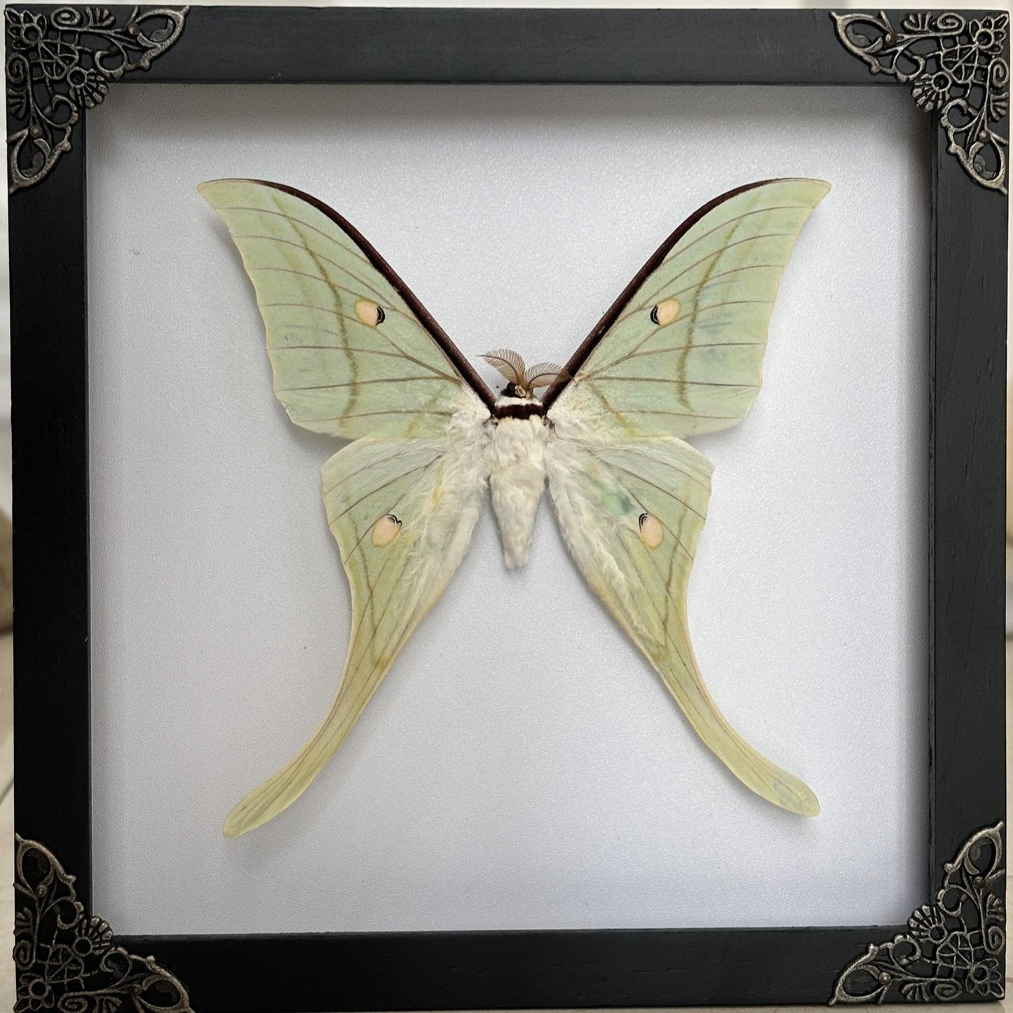 Real Green Luna Moth Actias Luna Moth Taxidermy Gothic Home Decor Gift for Her K19-125-DE
