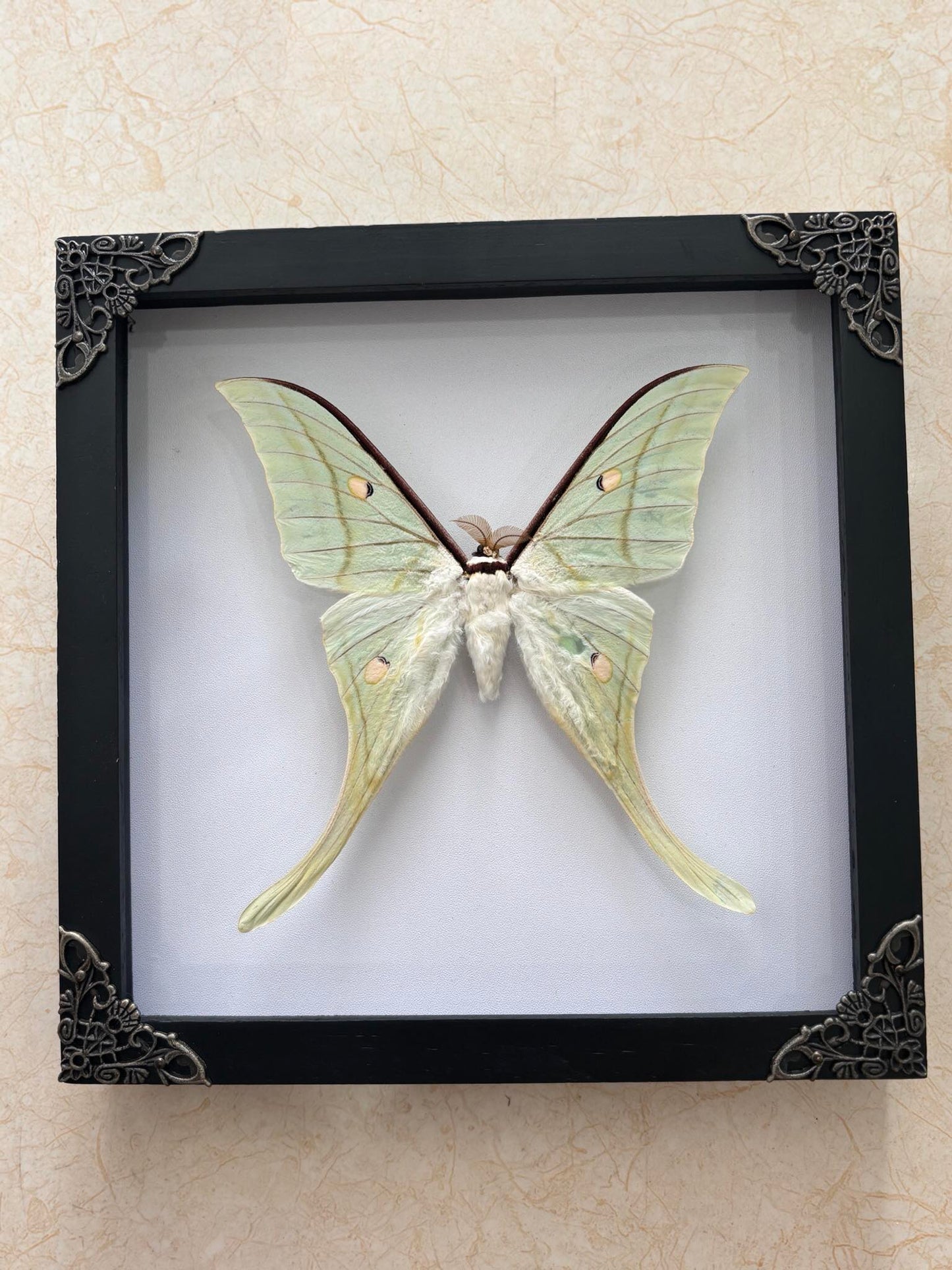 Real Green Luna Moth Actias Luna Moth Taxidermy Gothic Home Decor Gift for Her K19-125-DE