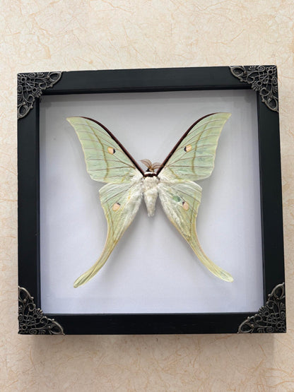 Real Green Luna Moth Actias Luna Moth Taxidermy Gothic Home Decor Gift for Her K19-125-DE