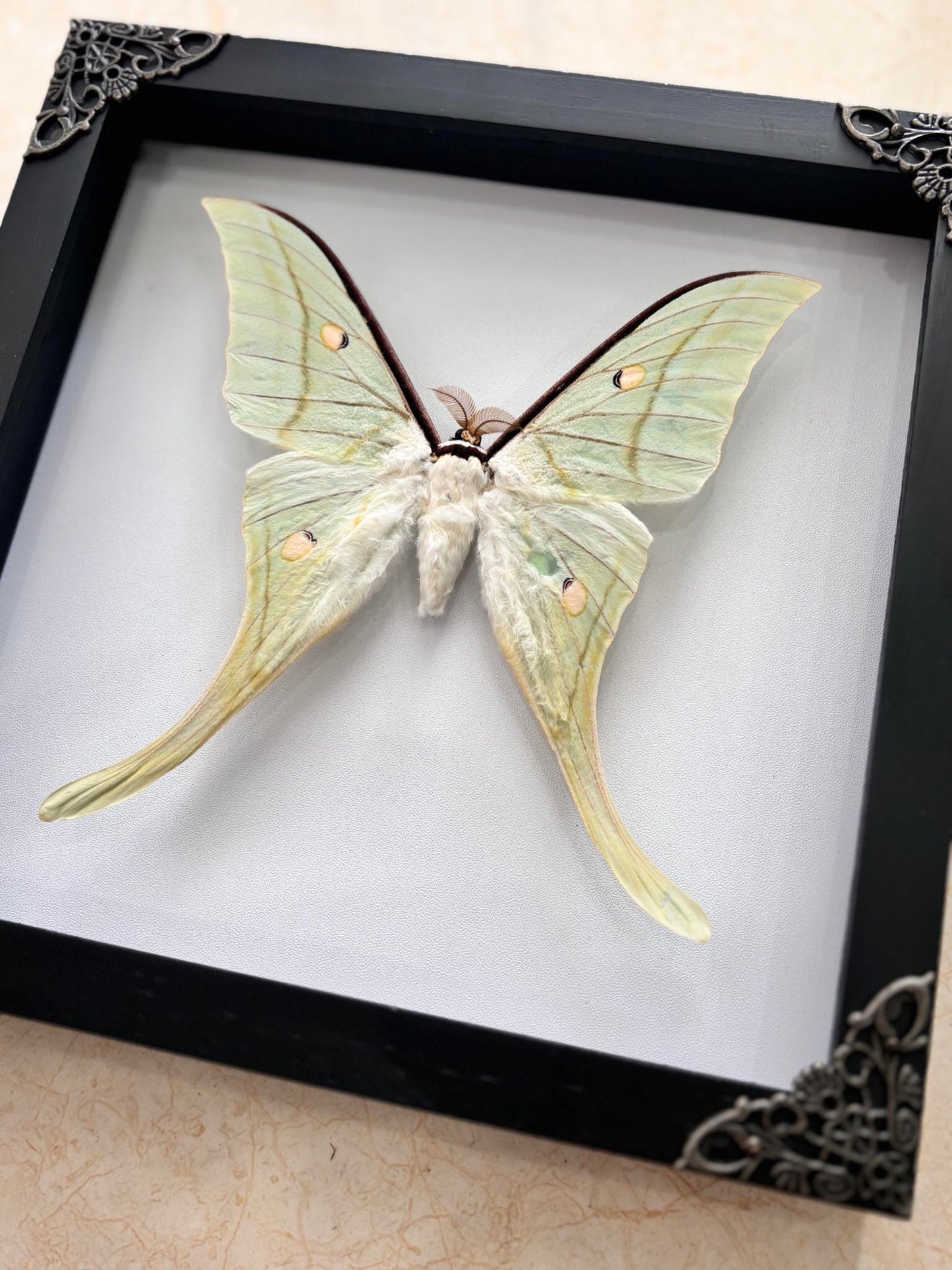 Real Green Luna Moth Actias Luna Moth Taxidermy Gothic Home Decor Gift for Her K19-125-DE