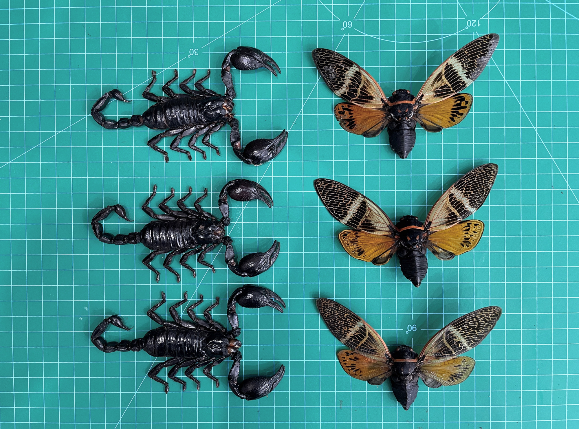 6 Real Cicada Scorpion Specimens Collection Bug Mounted Dead Animal Preserved Entomology Taxidermy Oddity Scientific Lover Insect Nature Office Desk Art Artwork Display UM-09