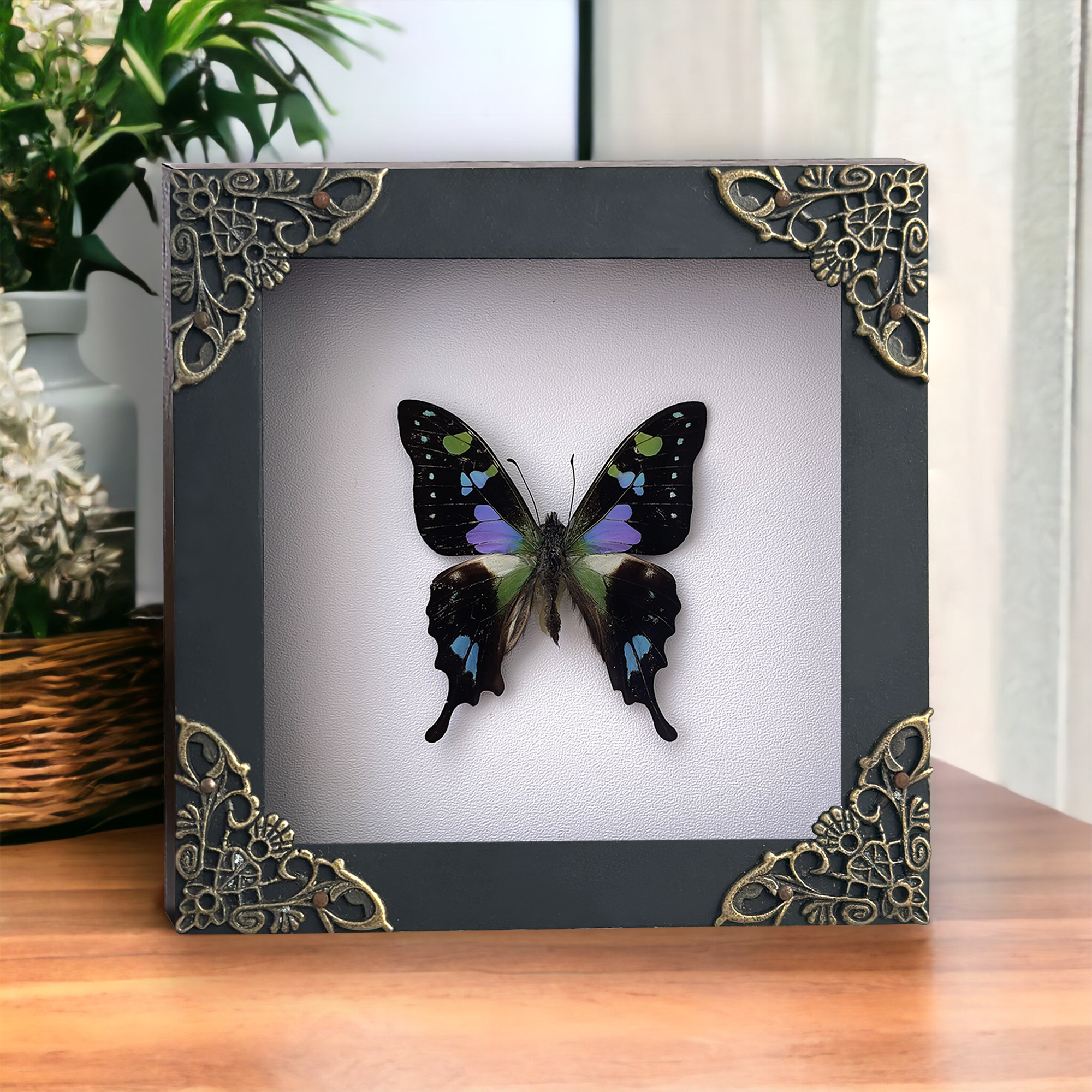 Real Butterfly Framed Wall Hanging Decor Dried Insect Mounted Art Gallery Collection