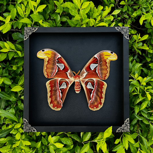 Real Atlas Moth Attacus Atlas Framed, Preserved Insect Bug, Oddity Wall Decor, Birthday Gift
