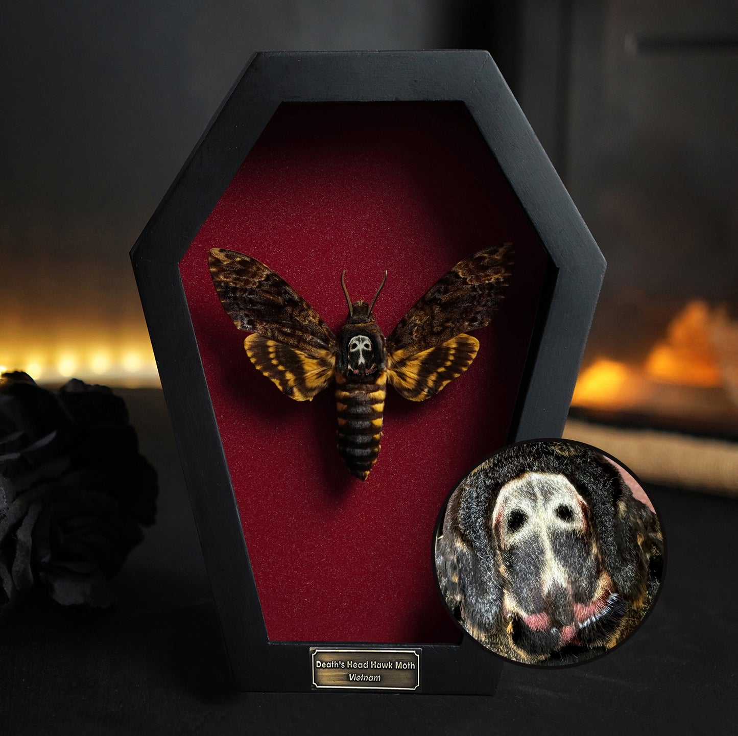 Real Death Head Moth in Coffin Framed, Moth Taxidermy, Insect Gothic Art, Halloween Gift Decor CF18-01-DE-MT