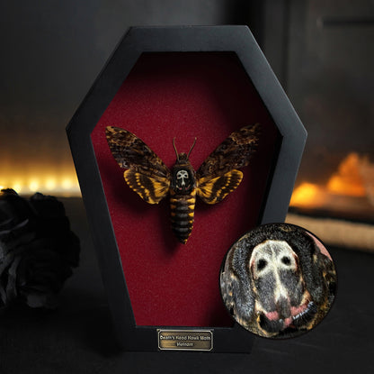 Real Death Head Moth in Coffin Framed, Moth Taxidermy, Insect Gothic Art, Halloween Gift Decor CF18-01-DE-MT