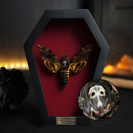 Real Death Head Moth in Coffin Framed, Moth Taxidermy, Insect Gothic Art, Halloween Gift Decor CF18-01-DE-MT